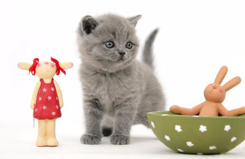 Котенок среди игрушек