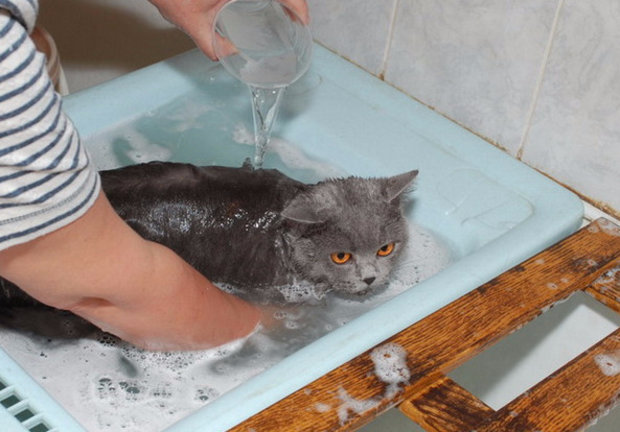 Купание кота Купание кота