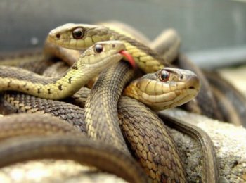 Какие змеи самые опасные в Африке
