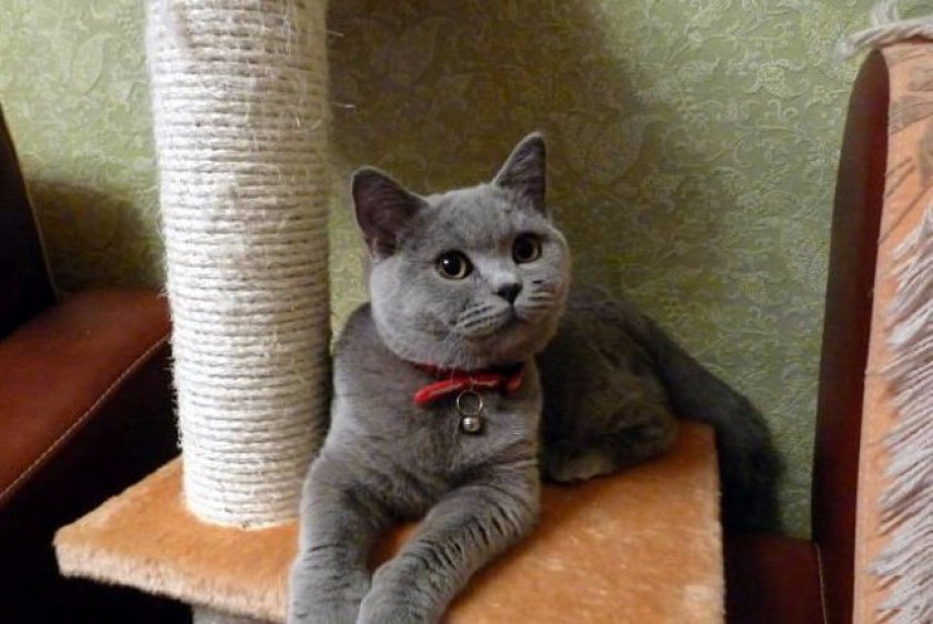 Когтеточка для кошки