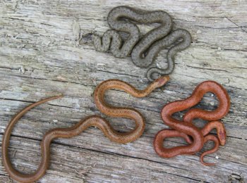 Живородящие змеи: особенности размножения, вынашивания и рождения