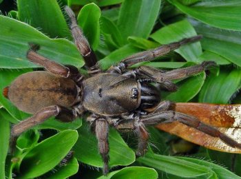 Мигаломорфные пауки