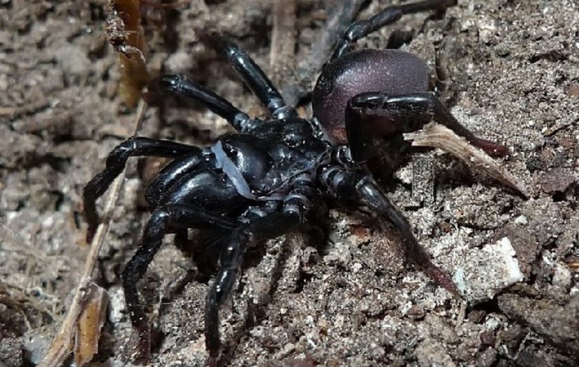 Фотографии опасного паука Atrax robustus в природе Другие животные nadezhda-kare
