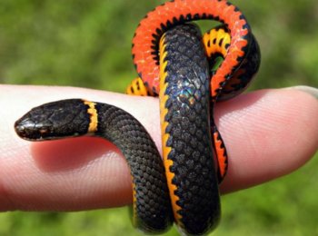 Какая змея самая маленькая в мире