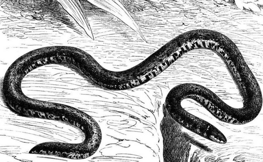 Каламария Линнея