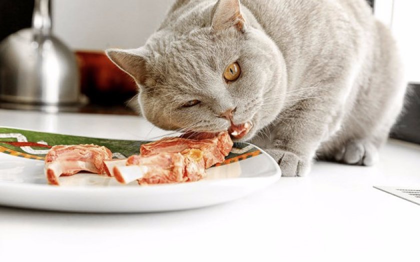 Питание кошки