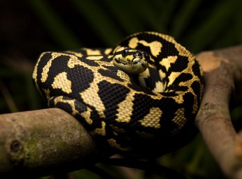 Ковровый питон Чейни: как выглядит, где встречается, как ухаживать в домашних условиях