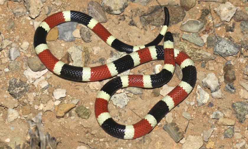 Аризонский аспид