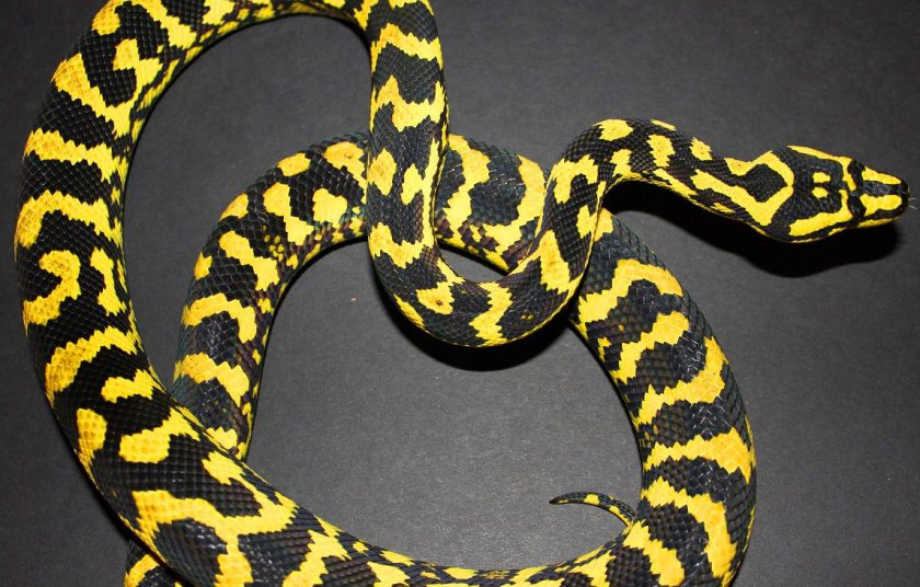 Ковровый питон