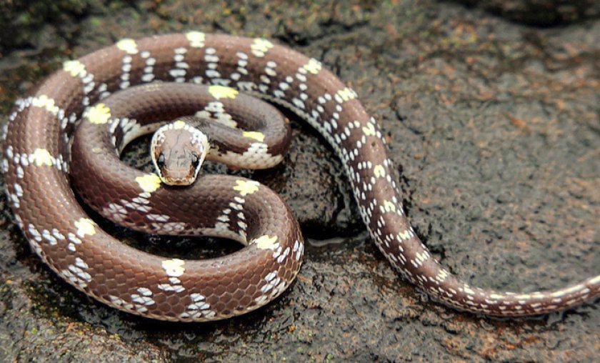 Поперечнополосатый волкозуб