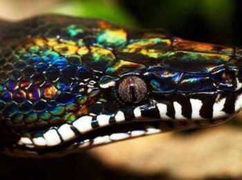 Белогубый питон: как выглядит, где обитает, чем кормить в домашних условиях