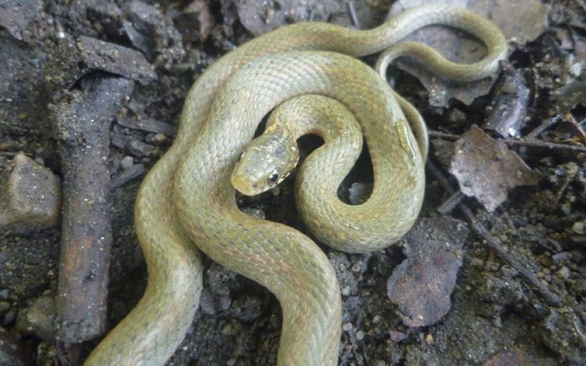 Японский уж