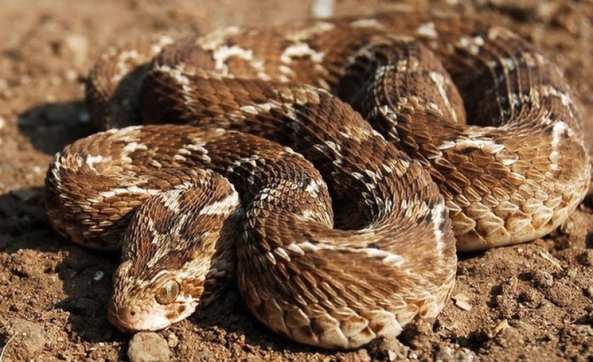 Песчаная эфа