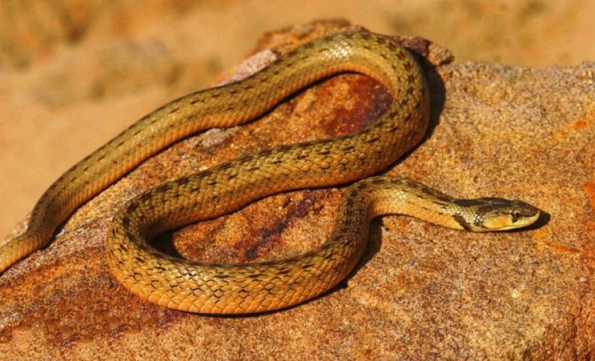 Медянка обыкновенная