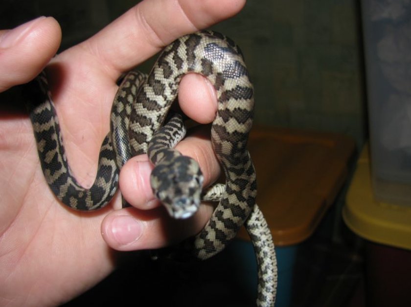 Молодняк коврового питона Чейни