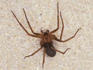 Коричневый паук-отшельник