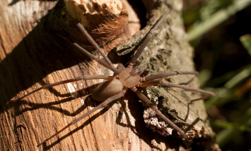 Коричневый паук-отшельник