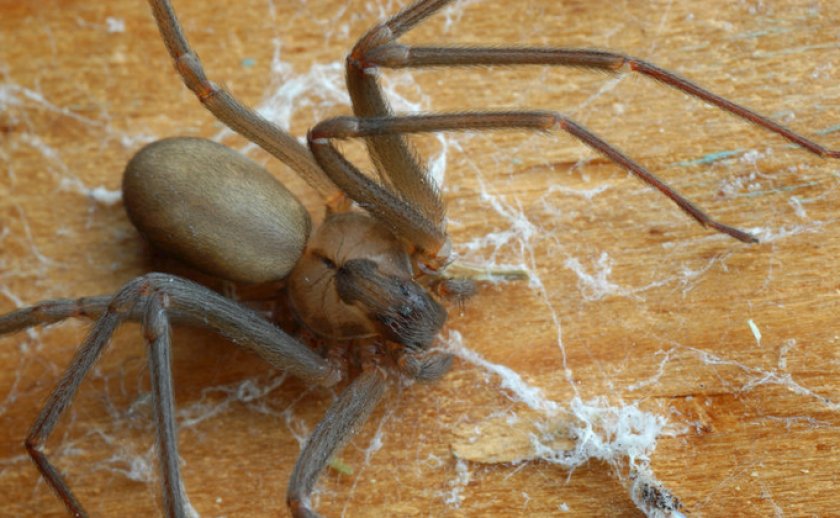Коричневый паук-отшельник