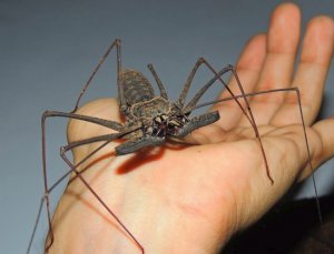 Жгутоногий паук