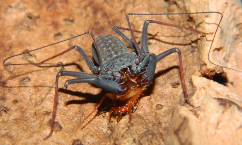 Phrynus marginemaculatus