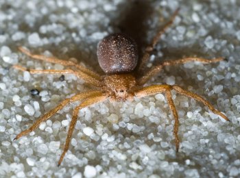 Чем опасен шестиглазый песочный паук: как выглядит, где обитает, что делать при укусе