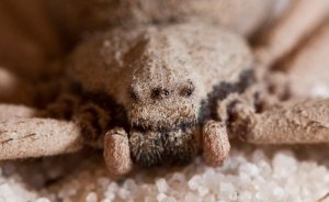 Шестиглазый песочный паук