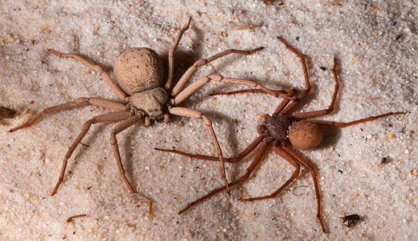 Размножение