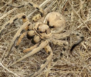 Апулийский тарантул