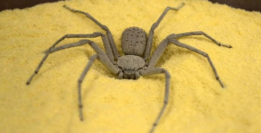 Шестиглазый песочный паук