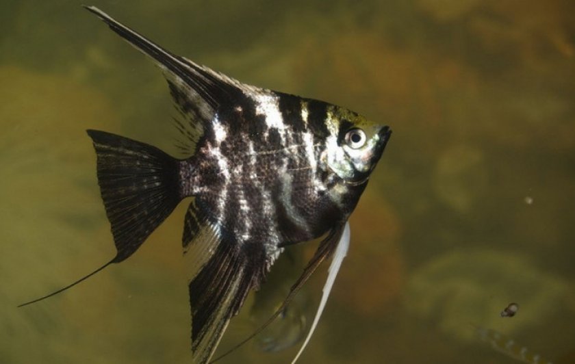 Скалярии Скалярии