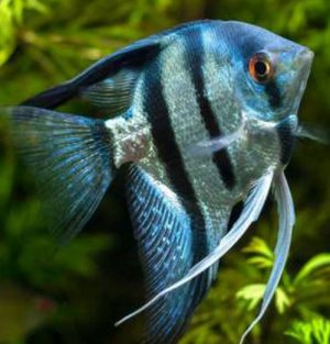 Скалярия Скалярия