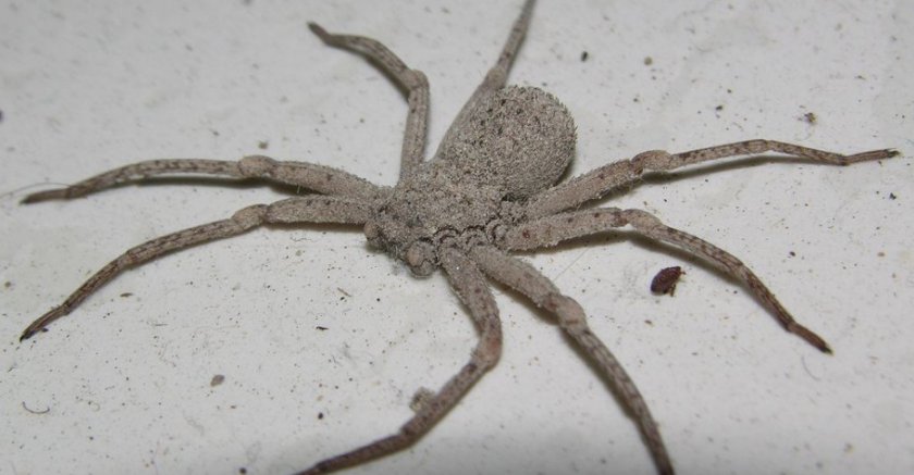Шестиглазый песочный паук