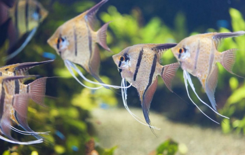 Скалярии Скалярии