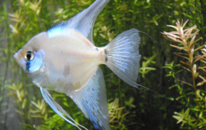 Скалярии Скалярии