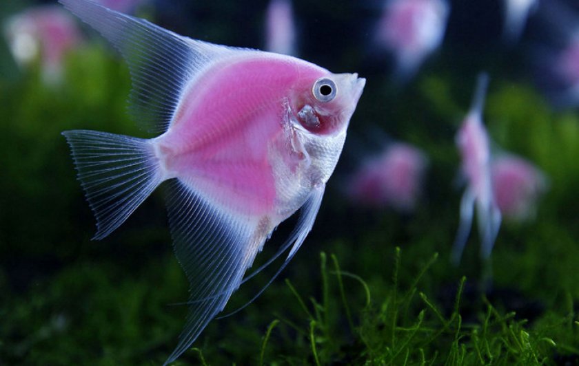 Скалярии Скалярии