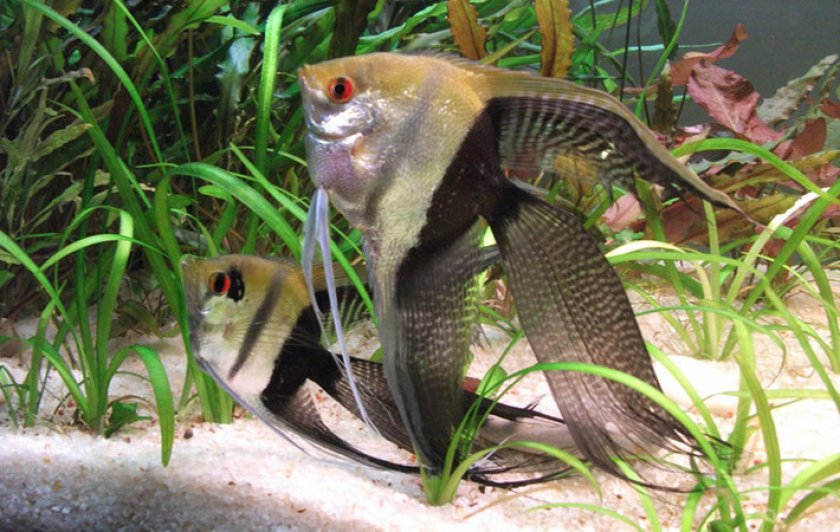 Скалярии Скалярии