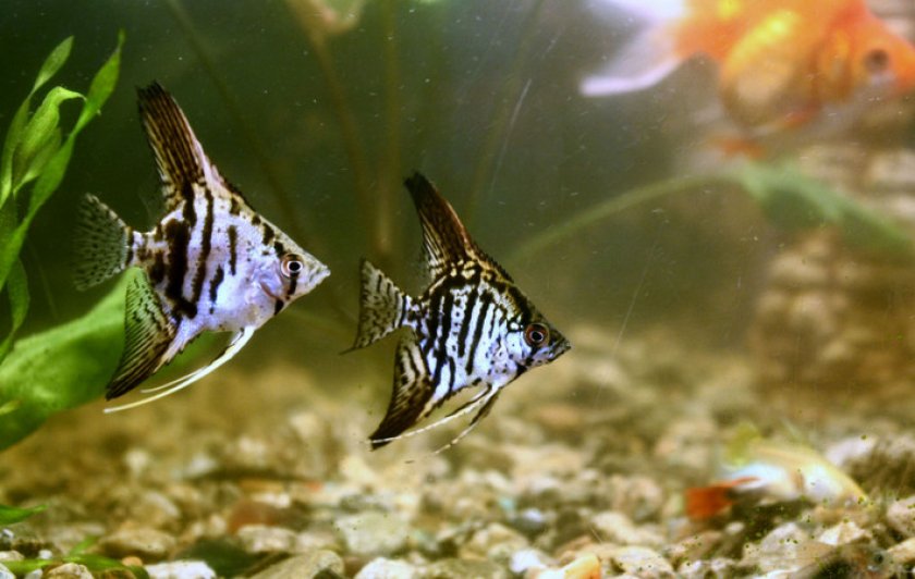 Скалярии Скалярии