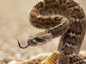 Гремучие змеи: ядовитые или нет, где встречаются, почему их так назвали