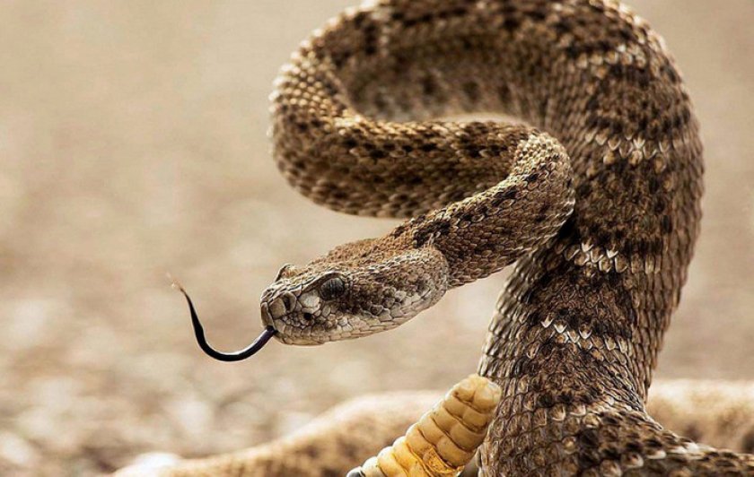 Гремучая змея