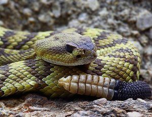 Гремучая змея почему ее так назвали, кто охотится на змей?