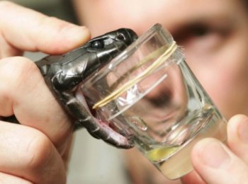 Яд змеи: характеристика, лечебные свойства и применение в косметологии