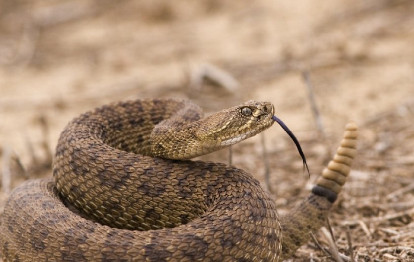 Гремучая змея