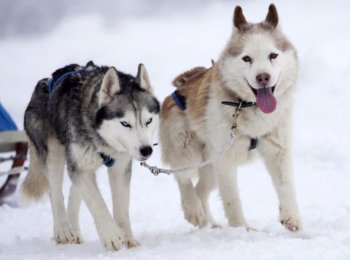 Надежный и преданный: особенности ухода за сибирским хаски