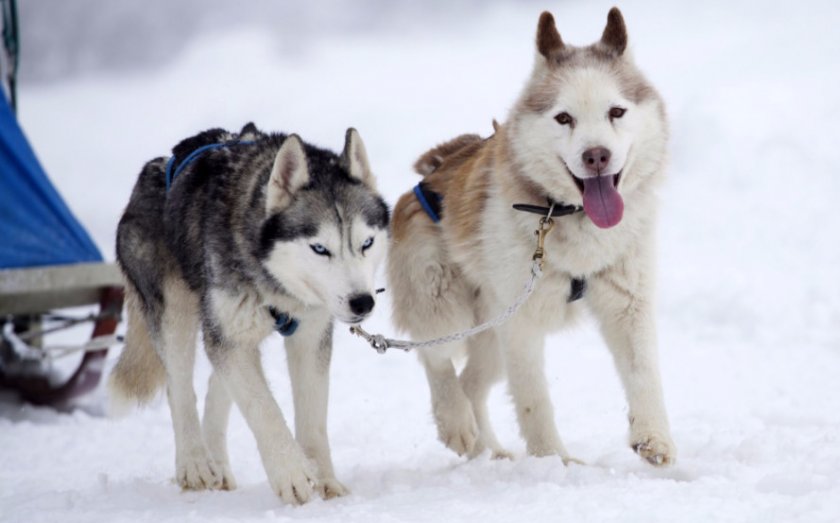 Хаски в упряжке