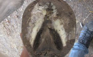 Ламинит у лошадей