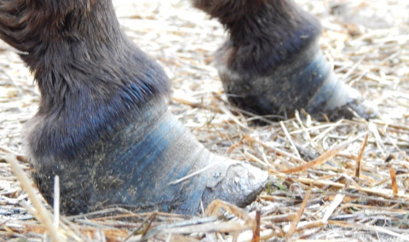 Ламинит у лошадей