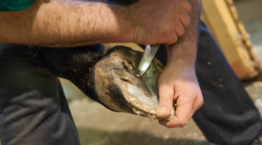 Осмотр копит