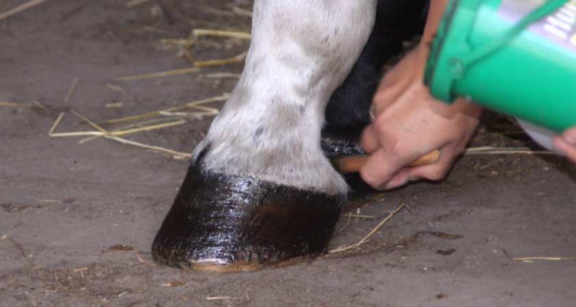 Копыта лошадей
