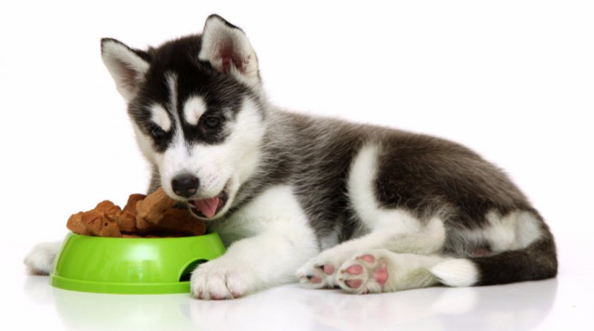 Кормление хаски