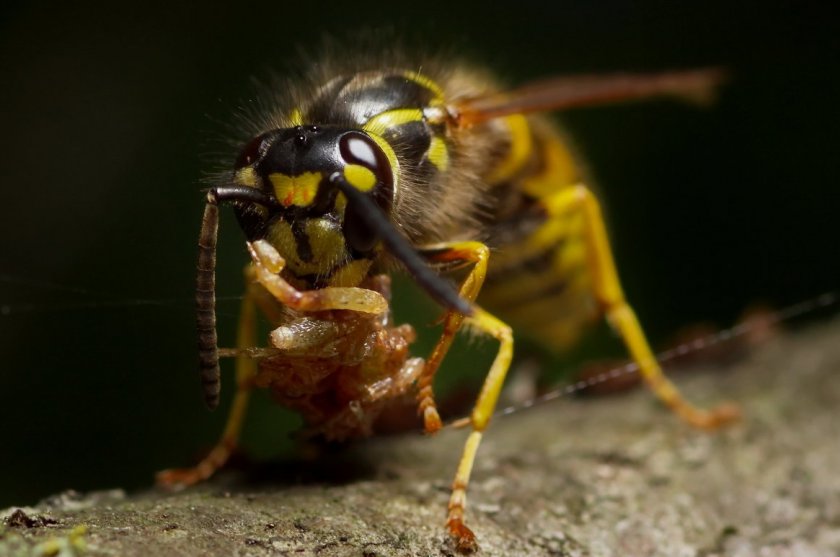 Оса ест паука